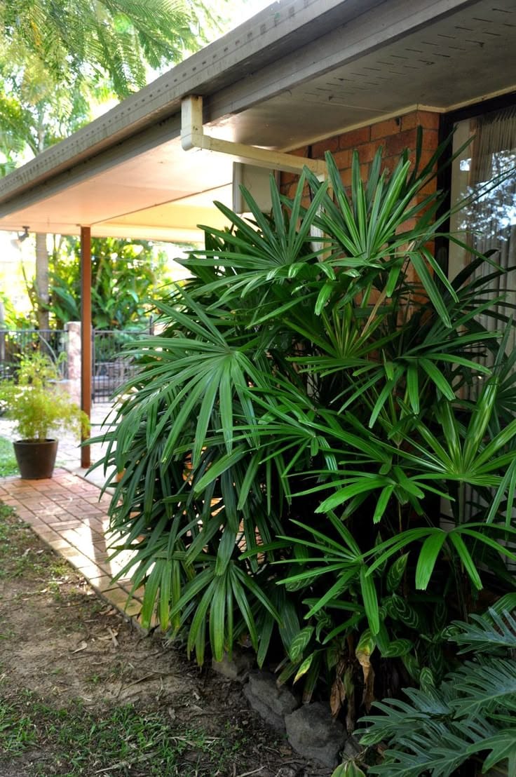 Raphis Palm thumbnail 2