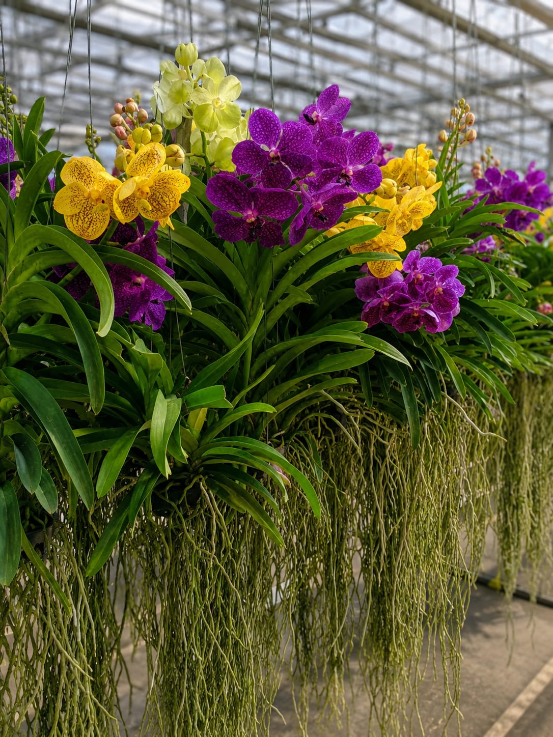 Vanda Orchid thumbnail 1