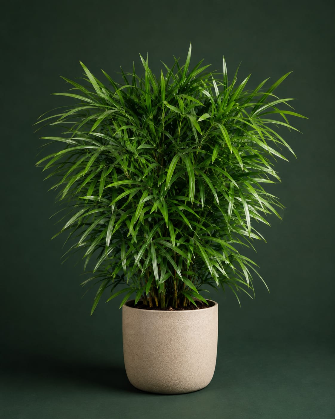 Raphis Palm thumbnail 1