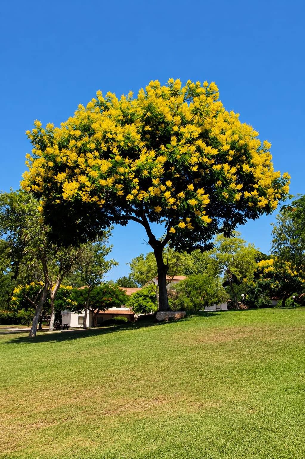 Peltophorum Yellow – Yellow Flame Tree thumbnail 2