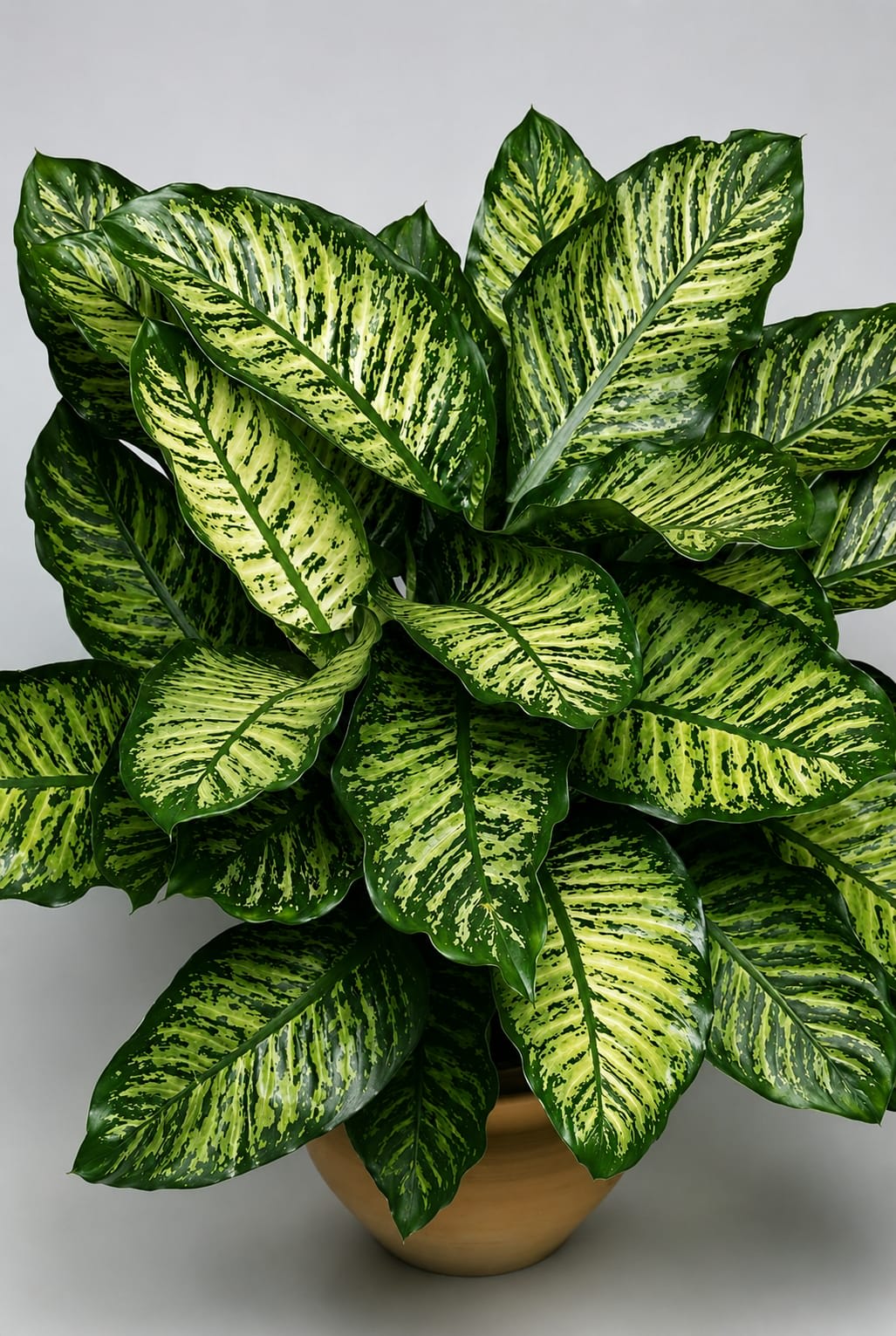 Dieffenbachia Rudolph thumbnail 1