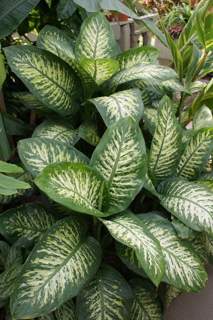 Dieffenbachia Rudolph thumbnail 2
