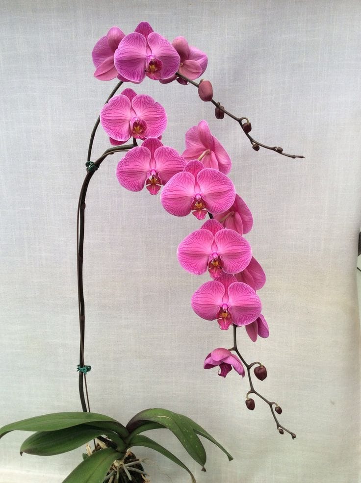 Phalaenopsis Orchid