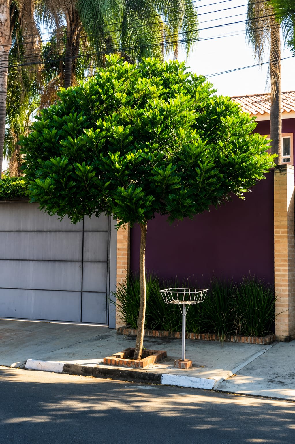 Filicium decipiens – Fern Tree
