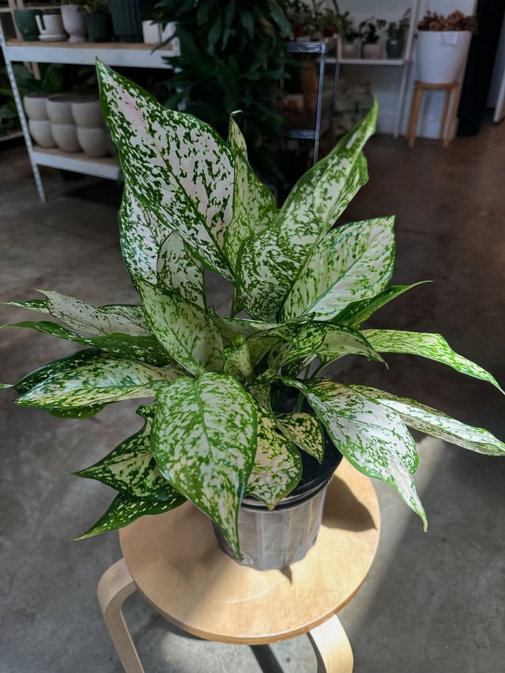 Aglaonema thumbnail 2