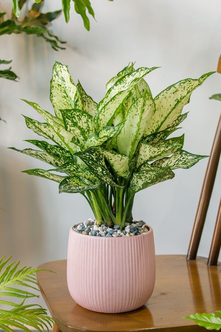 Aglaonema thumbnail 1