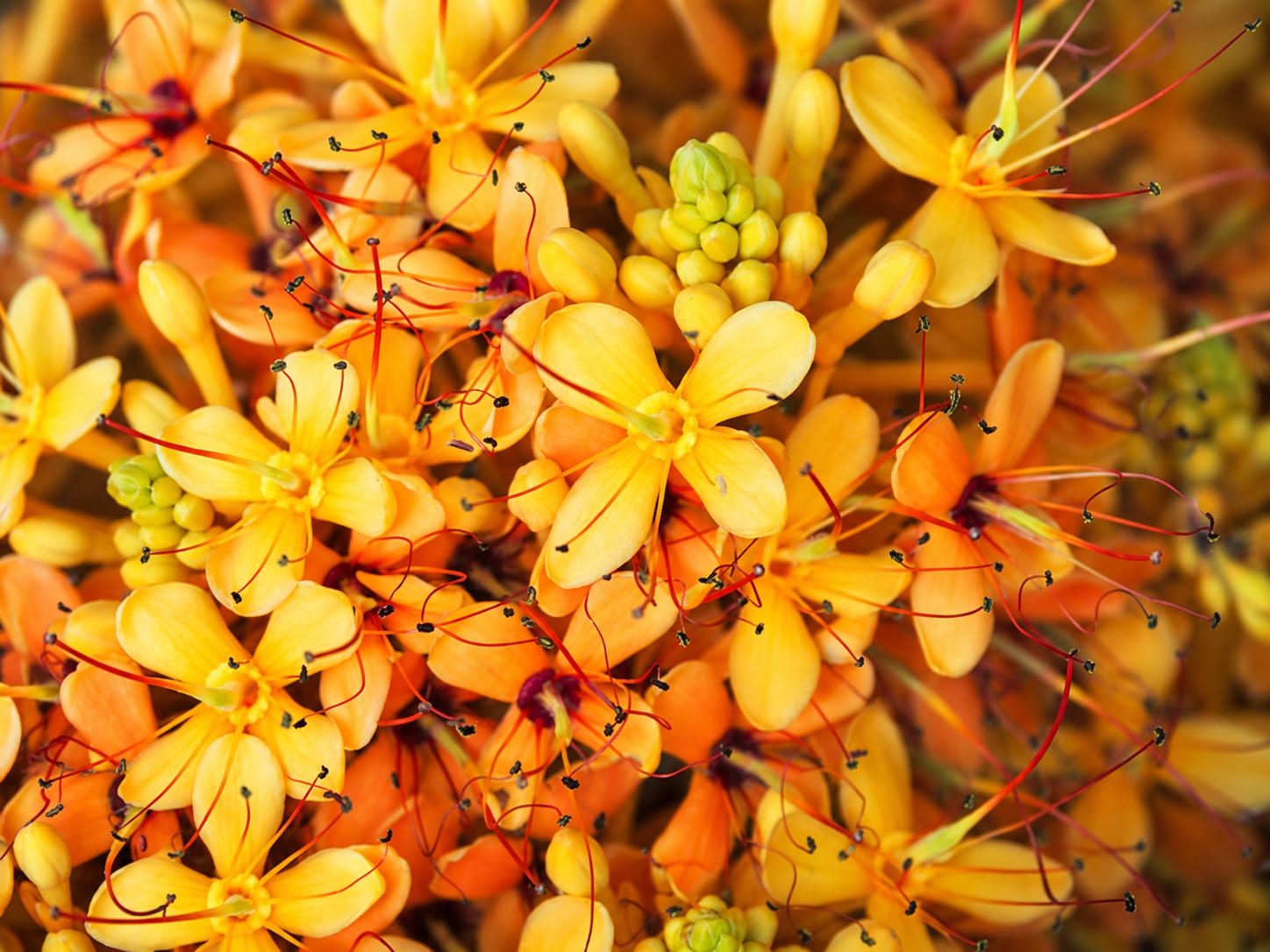 Saracca Indica image 4