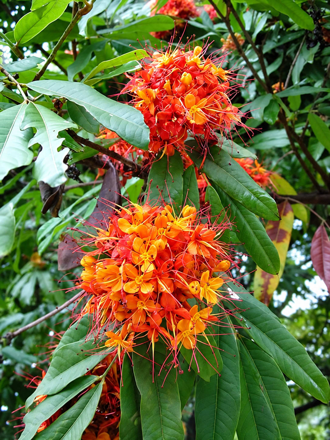 Saracca Indica image 1