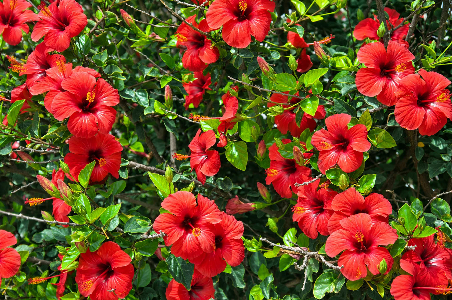 Hibiscus Shrubs image 1