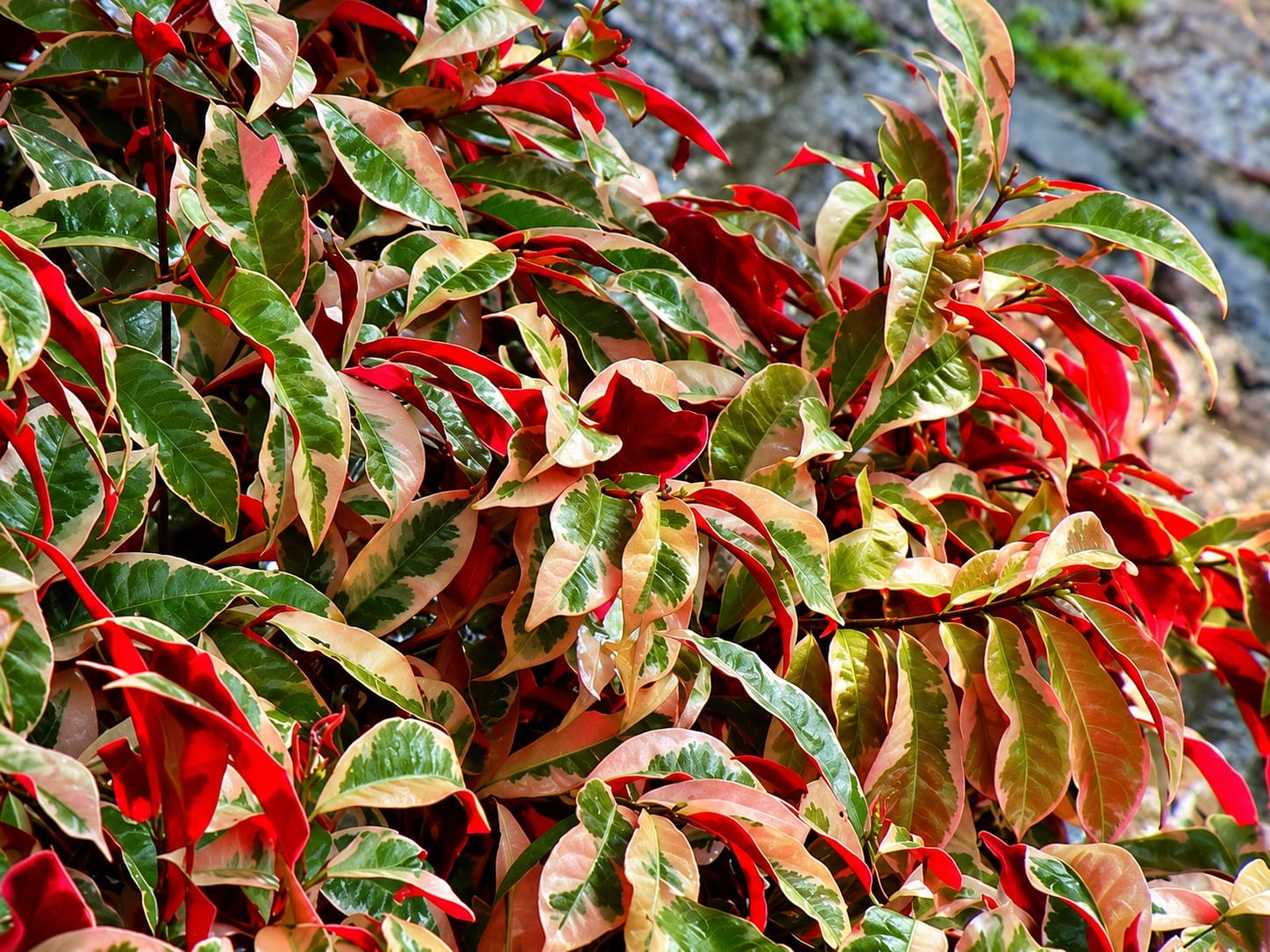 Exocoria Bicolor image 2
