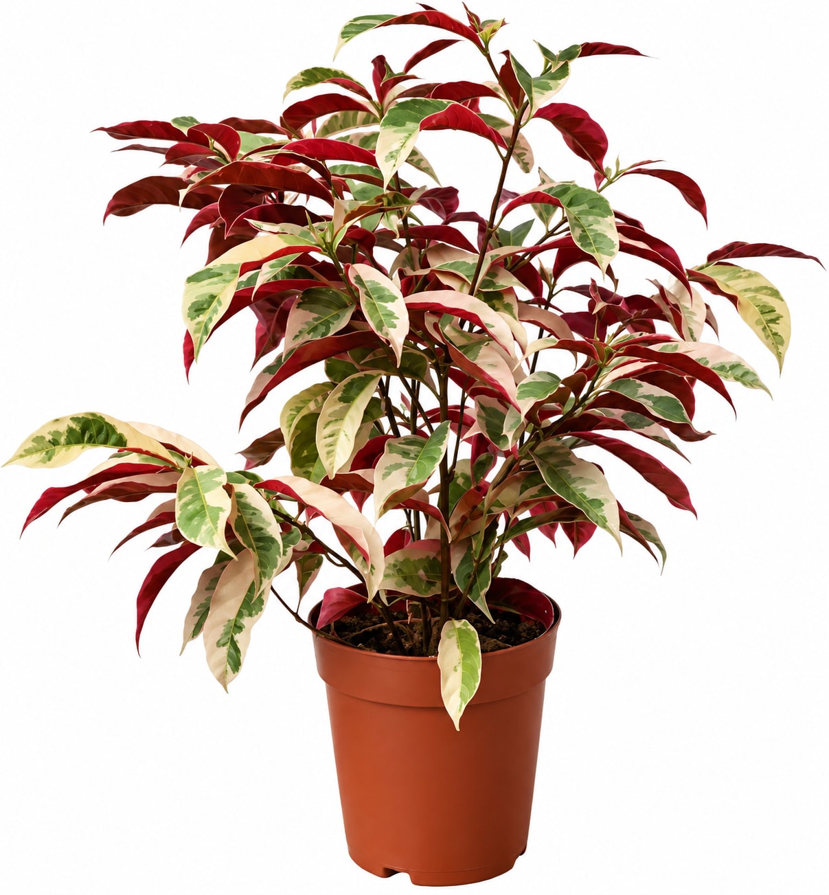 Exocoria Bicolor image 1