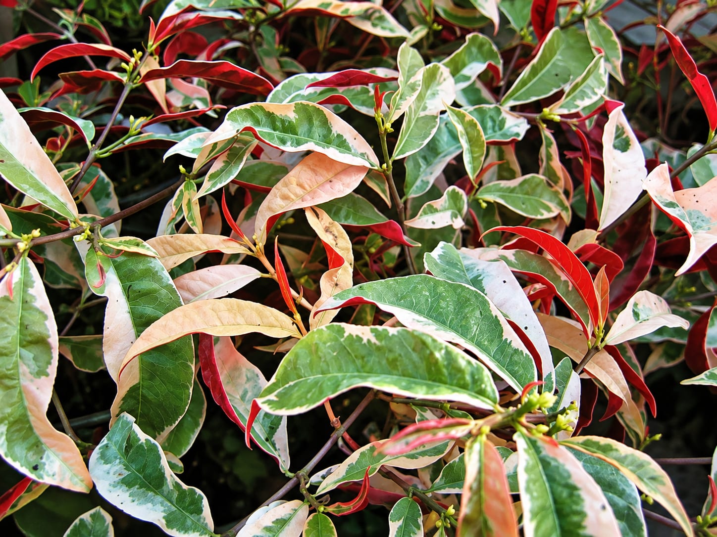 Exocoria Bicolor image 3