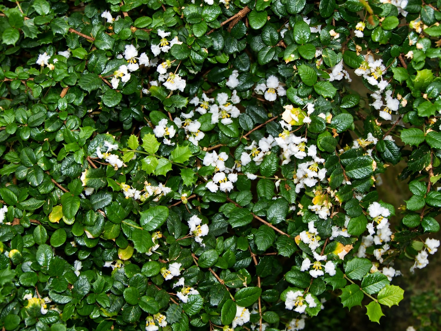 Malpighia image 3