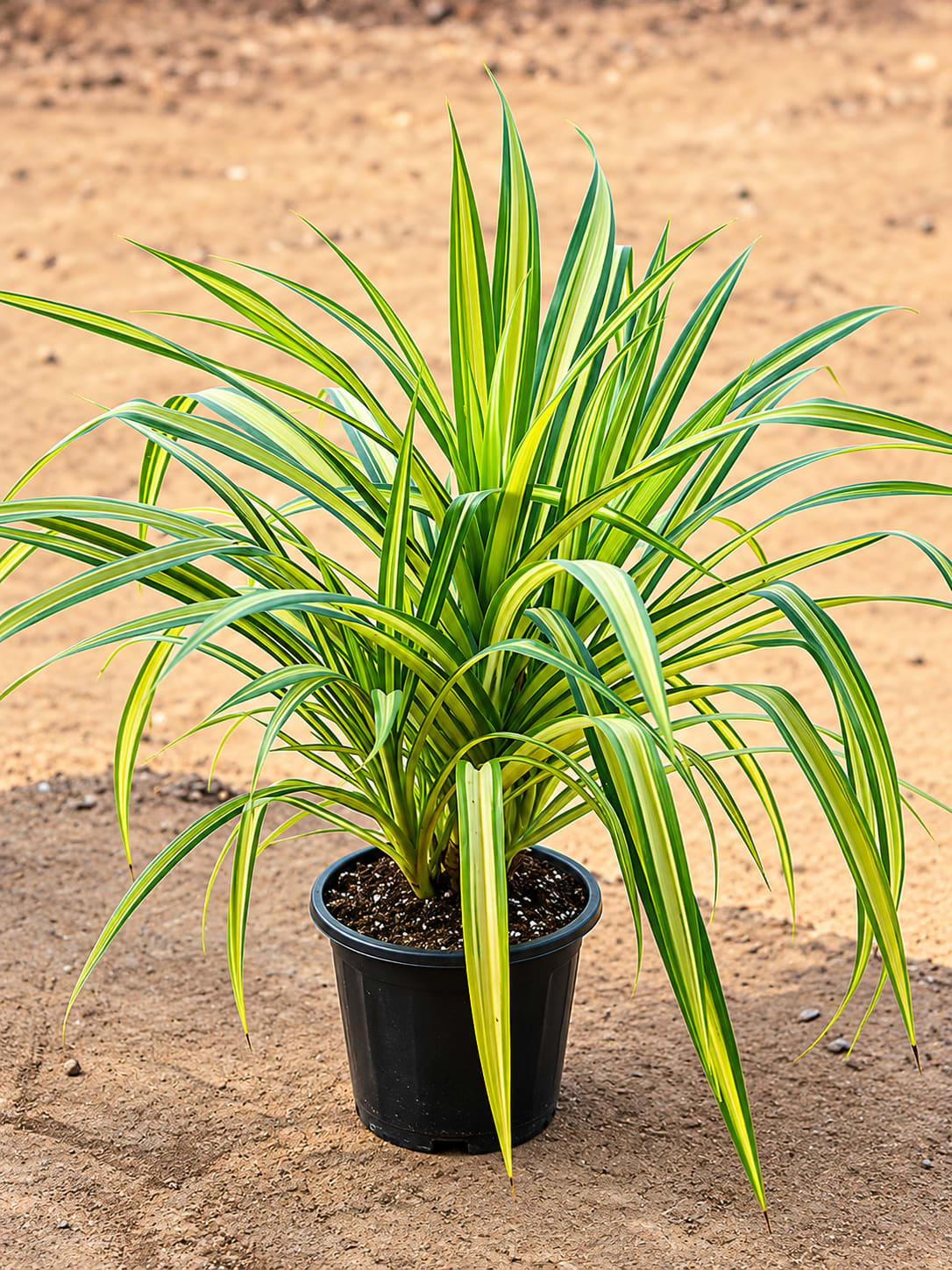 Pandanus image 1