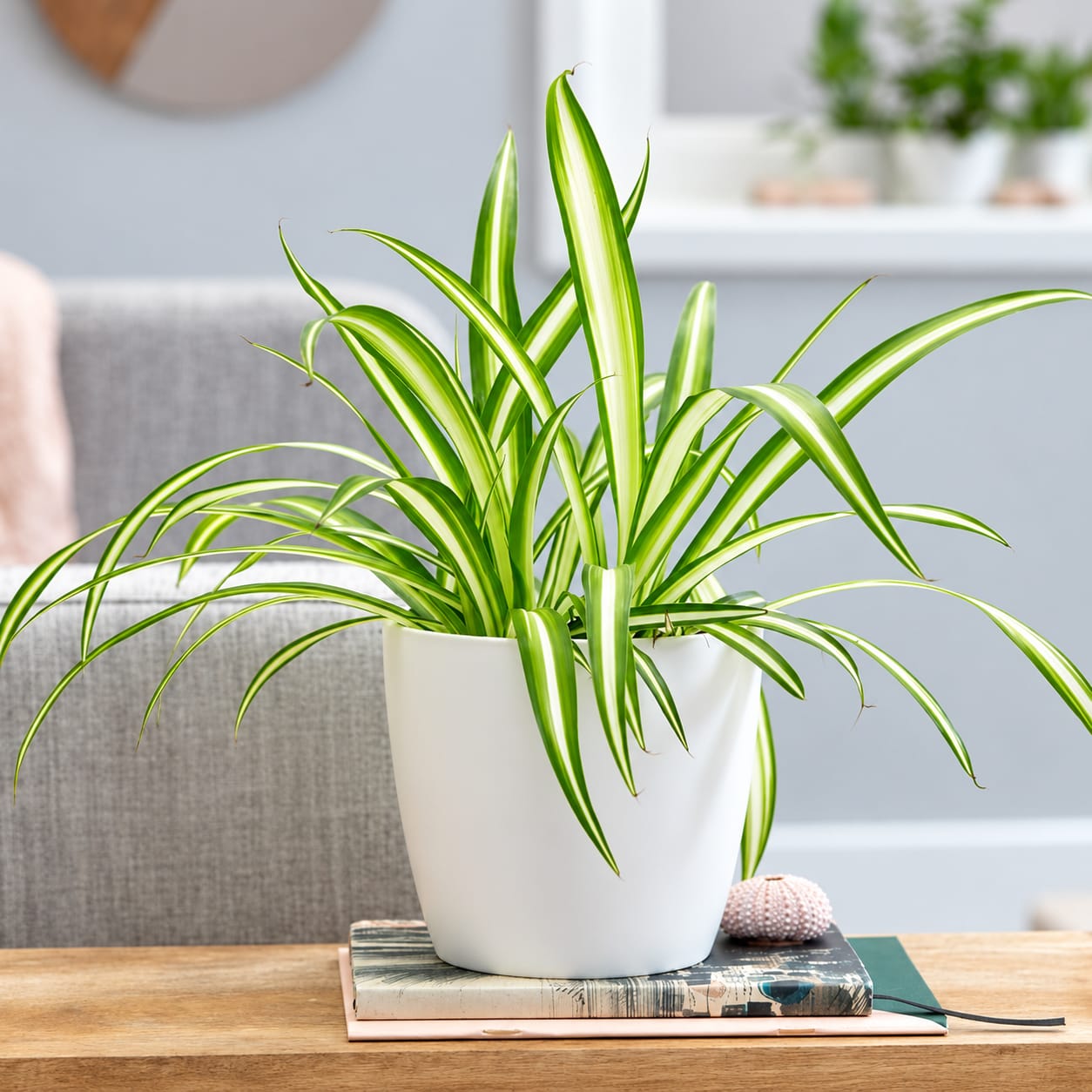 Spider Plant image 2
