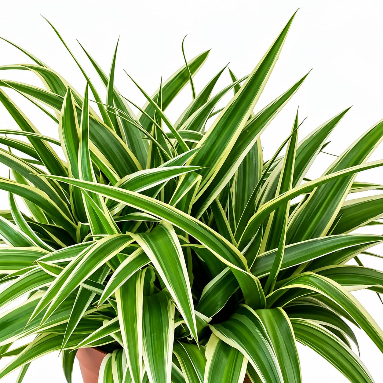 Spider Plant image 3