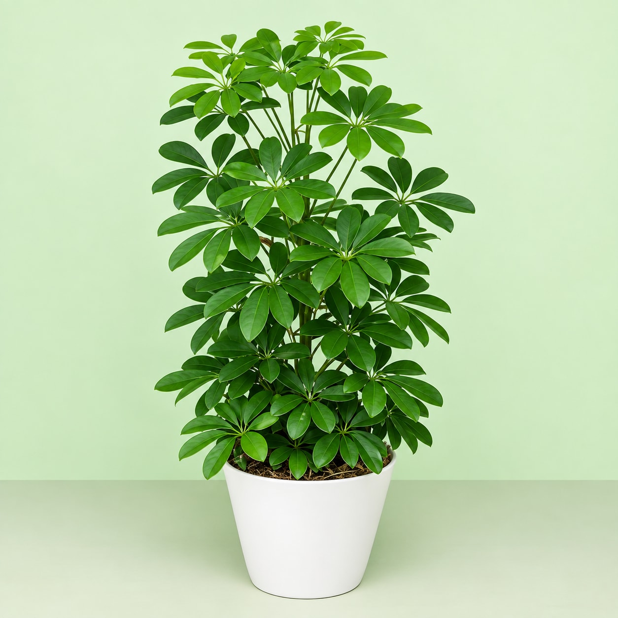 Schefflera image 2