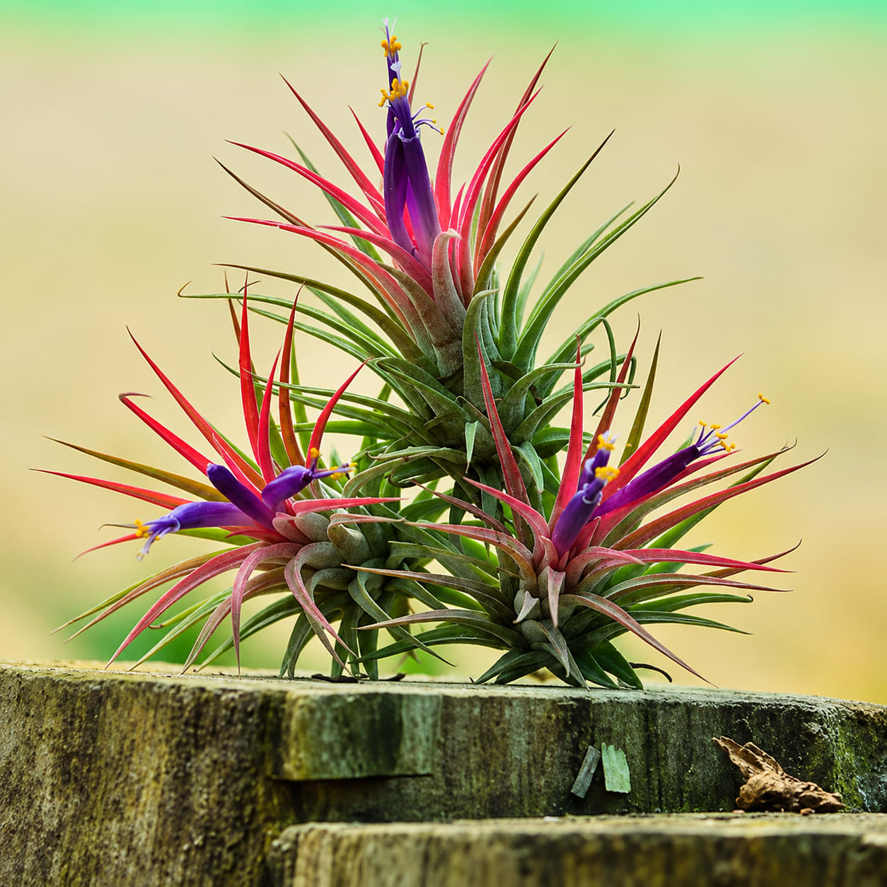 Air Plant (Tillandsia) image 1