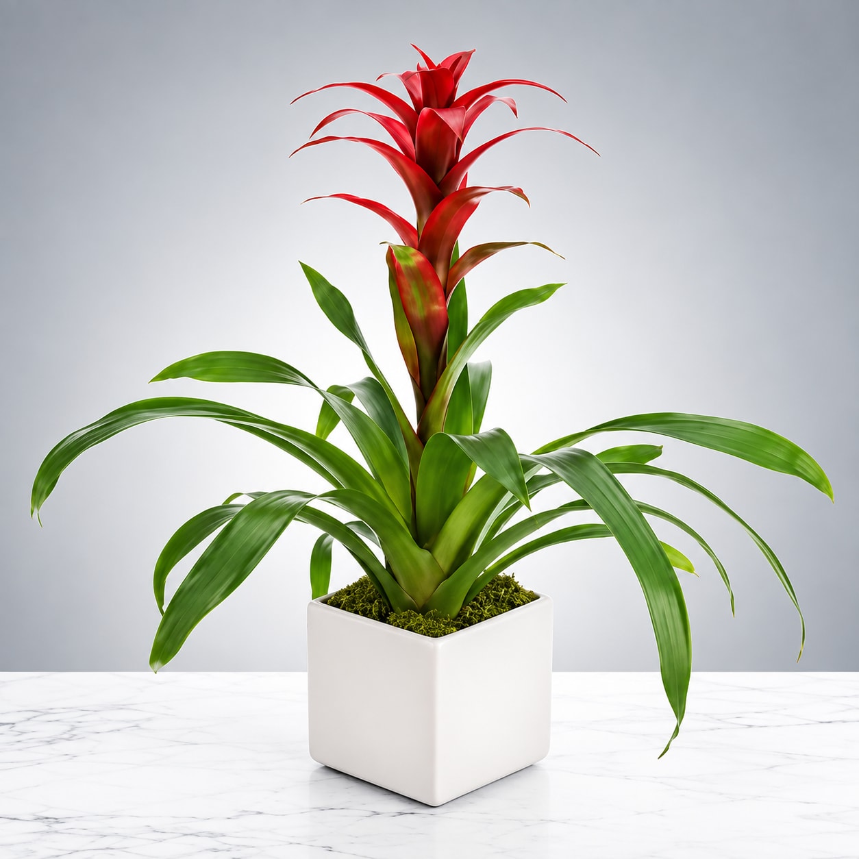 Bromeliad thumbnail 2