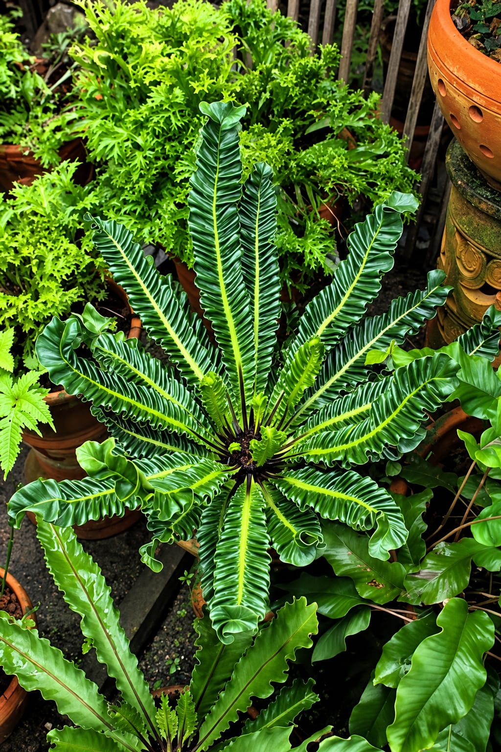Cobra Fern image 2