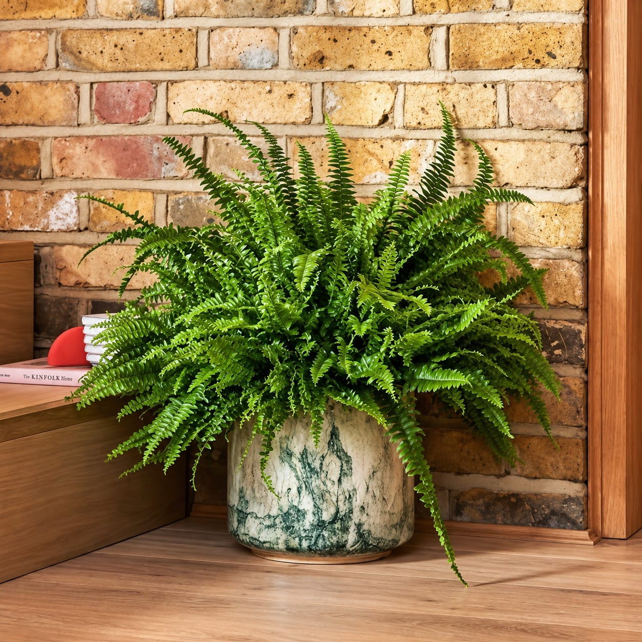 Shade Loving Fern image 1