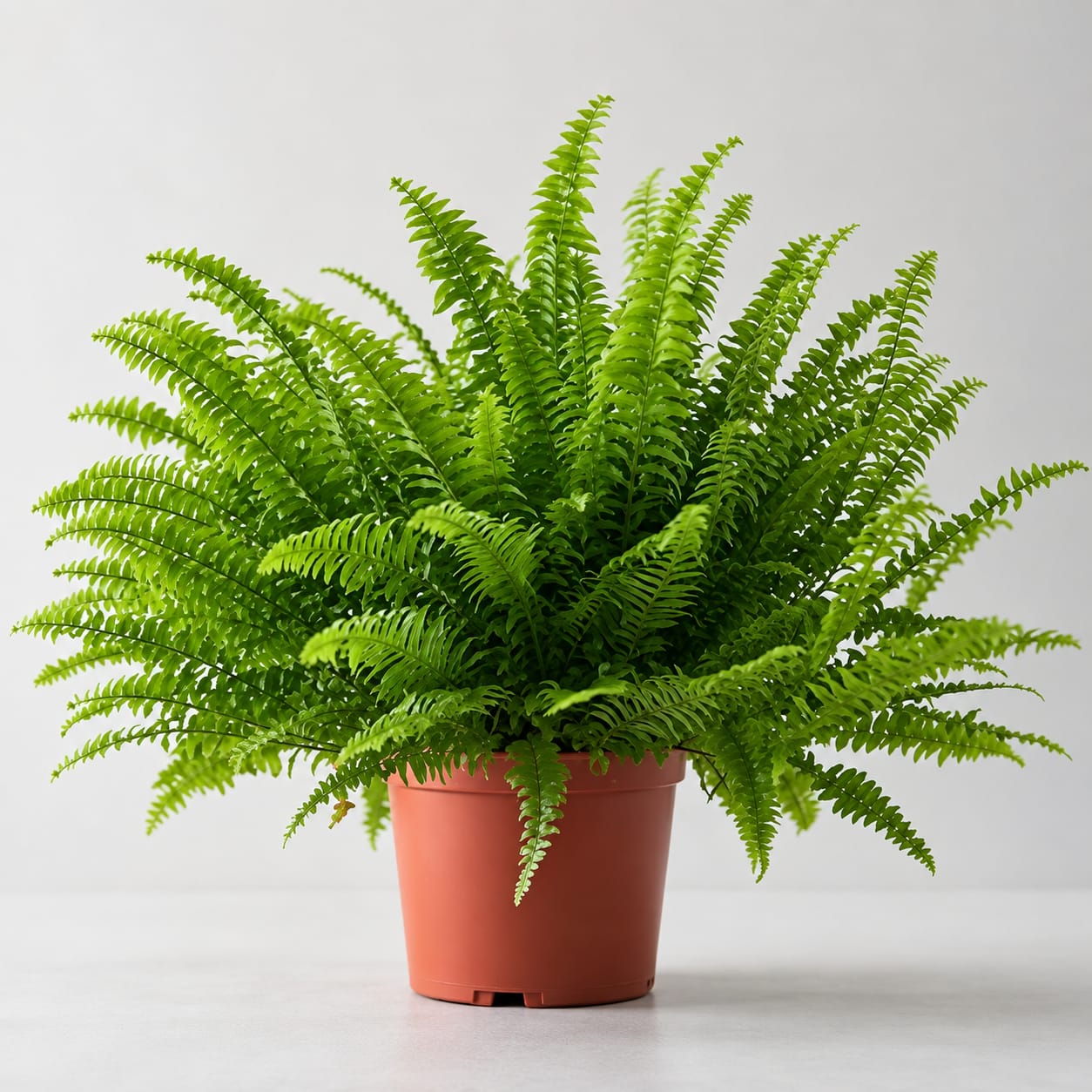 Shade Loving Fern image 2