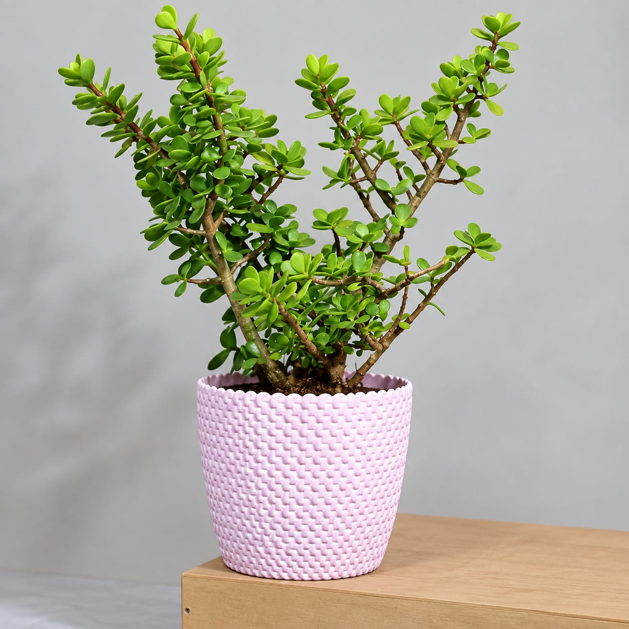 Jade Plant thumbnail 2