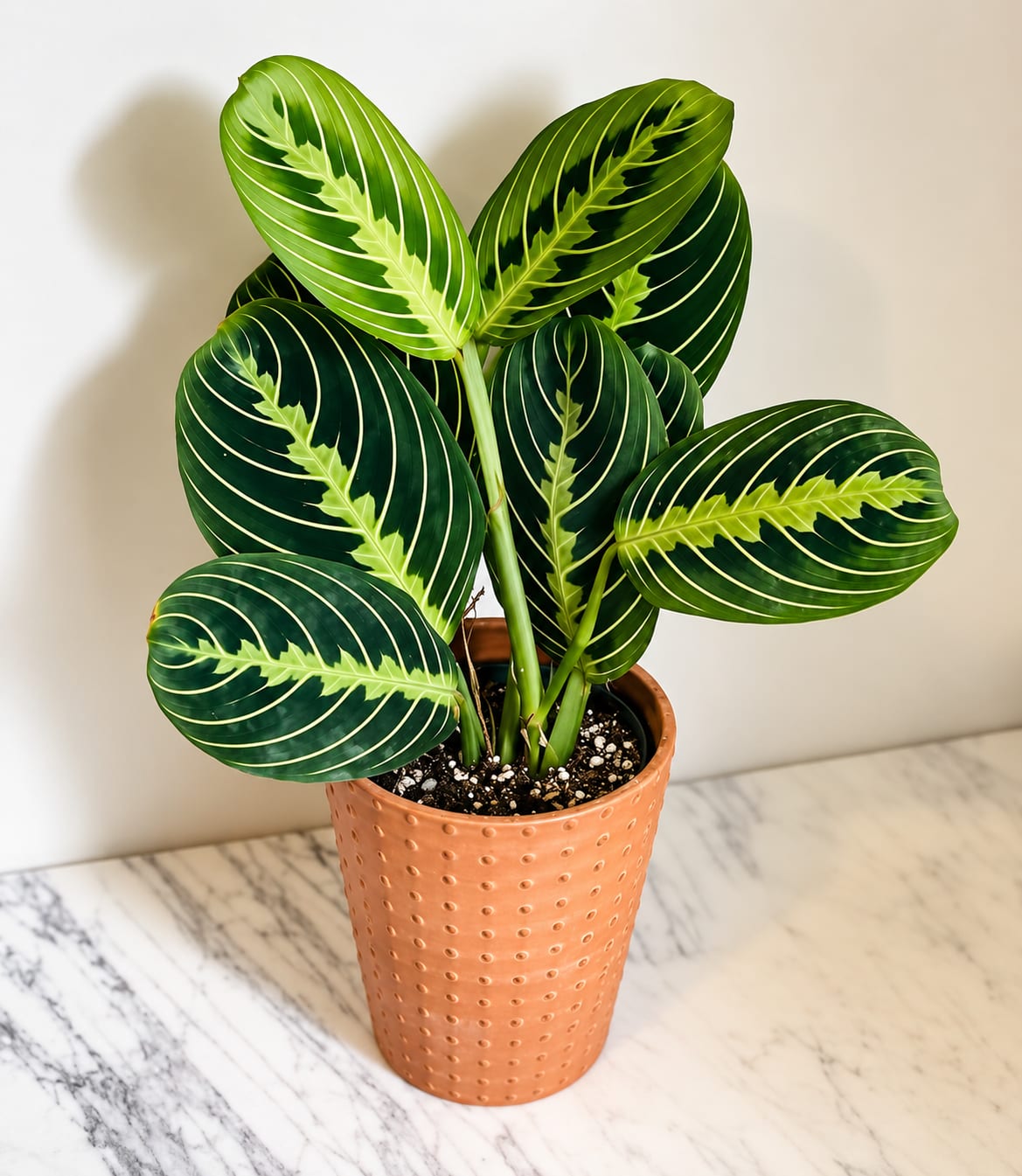 Maranta Plant image 1