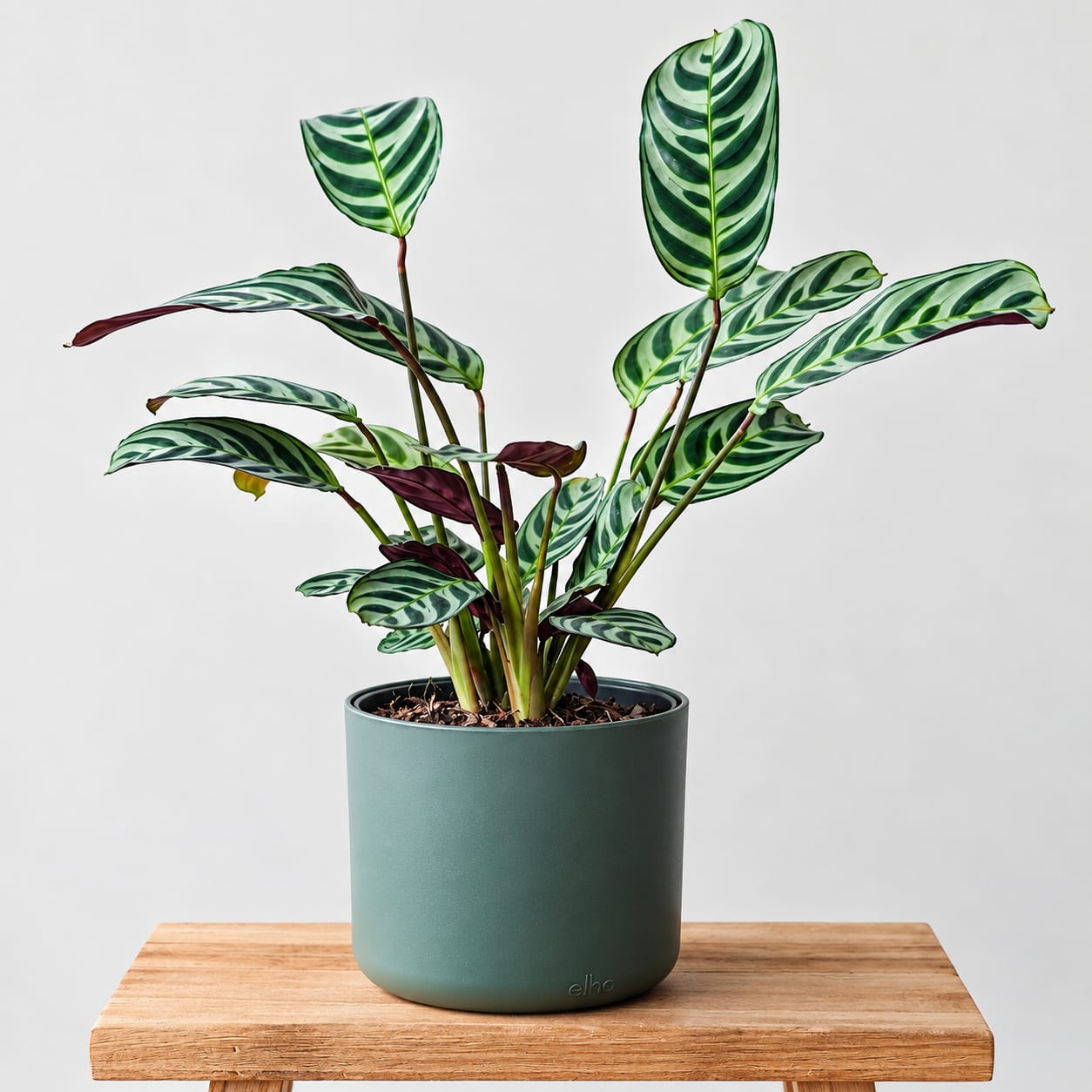 Maranta Plant image 2