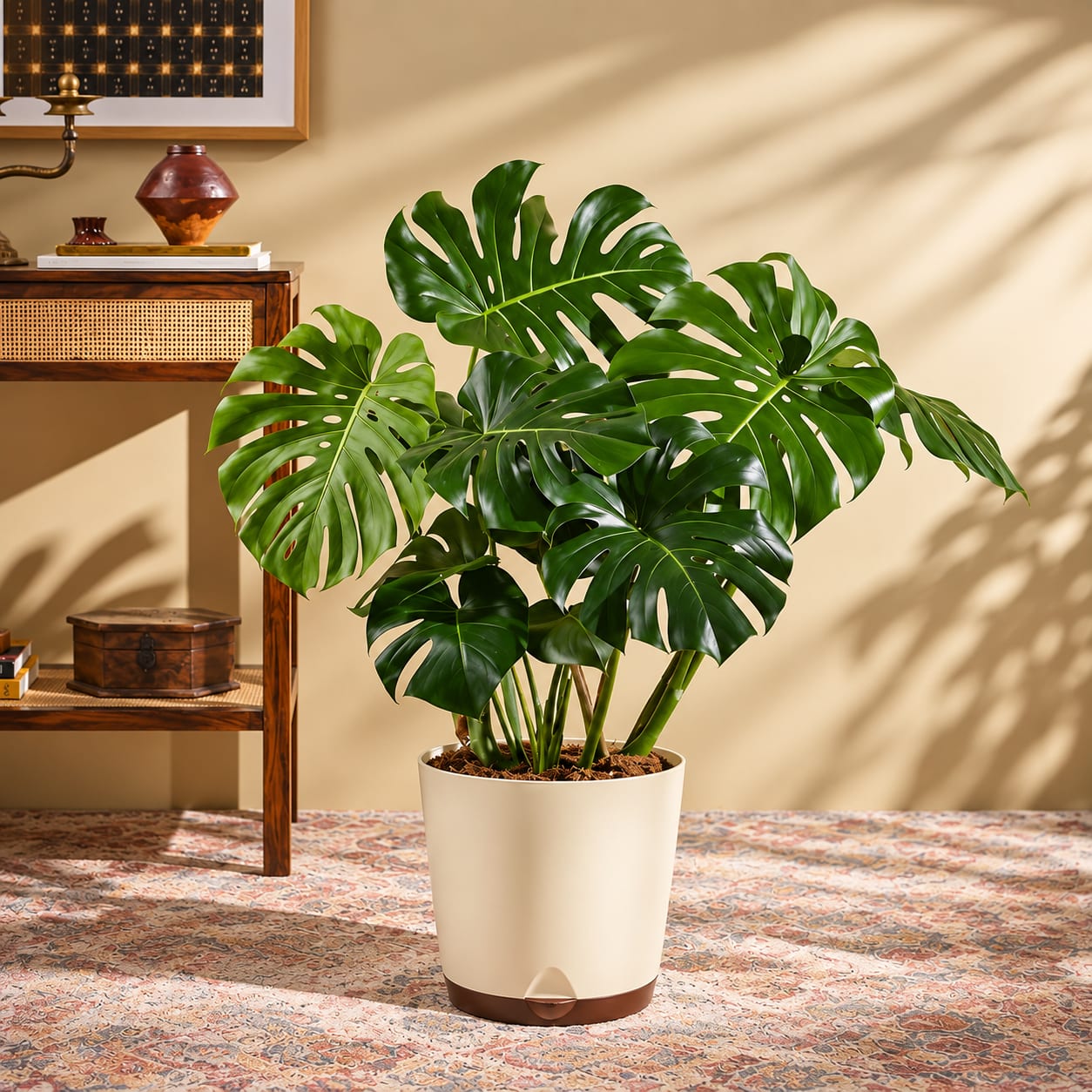 Monstera thumbnail 2
