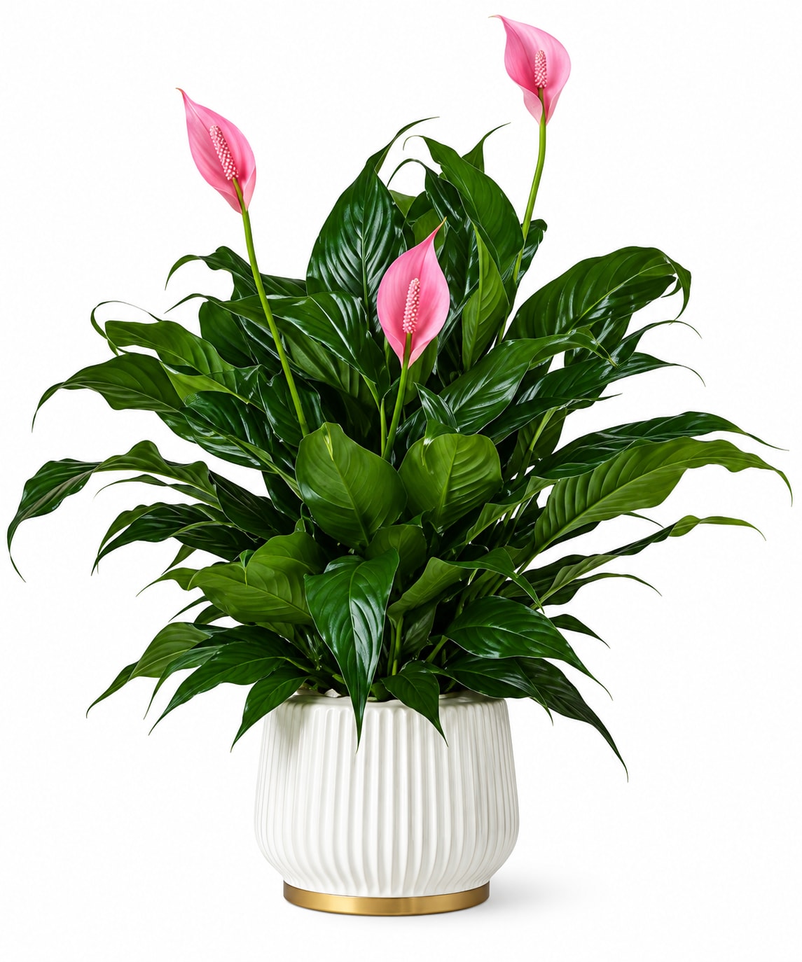 Peace Lily - Spathiphyllum image 1