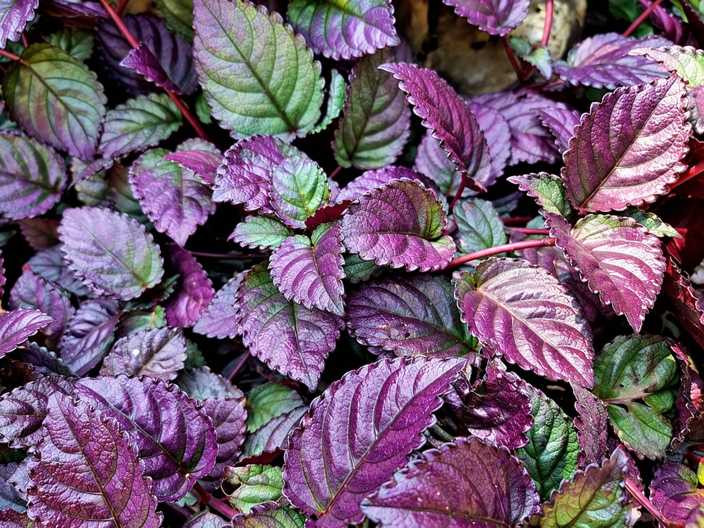 Hemigraphis Alternata thumbnail 2