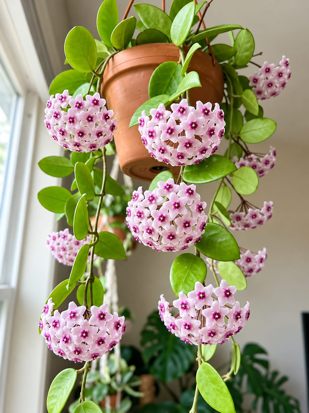 Hoya Plant image 2