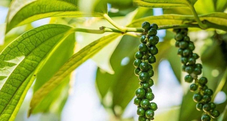 গোলমরিচ এর উপকারিতা ও ঔষধি গুনাগুন - thoughtfully sourced masthead blackpepper 2x tyxo0u - গোলমরিচ এর উপকারিতা ও ঔষধি গুনাগুন