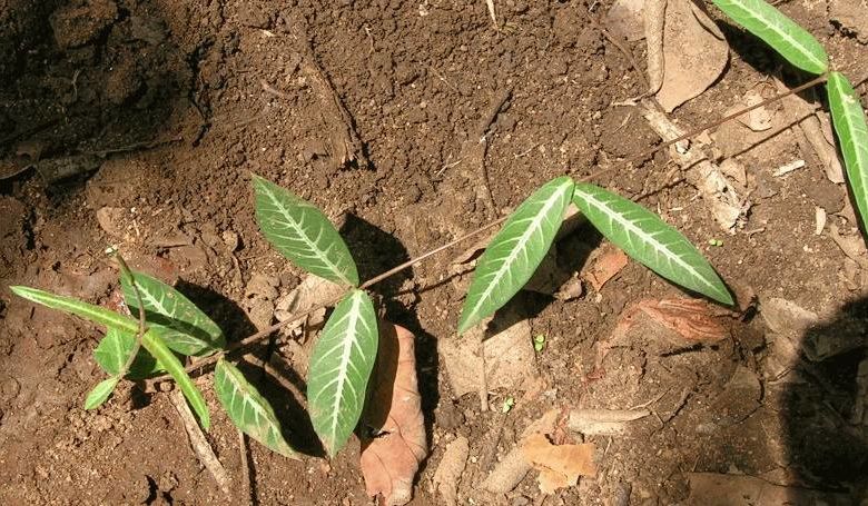 অনন্তমূল এর উপকারিতা ও ঔষধি গুনাগুন - Hemidesmus scandens ou9hx8 - অনন্তমূল এর উপকারিতা ও ঔষধি গুনাগুন