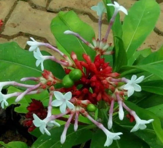 সর্পগন্ধা এর উপকারিতা ও ঔষধি গুনাগুন