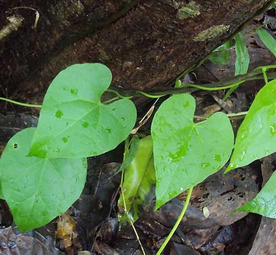গুলঞ্চ লতা এর উপকারিতা ও ঔষধি গুনাগুন