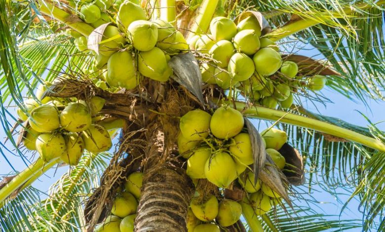 benefits-coconut-palm-medicinal-herbs নারিকেল এর উপকারিতা ও ঔষধি গুনাগুন - 5cab7319146d2 e1554740125992 hk93ko - নারিকেল এর উপকারিতা ও ঔষধি গুনাগুন