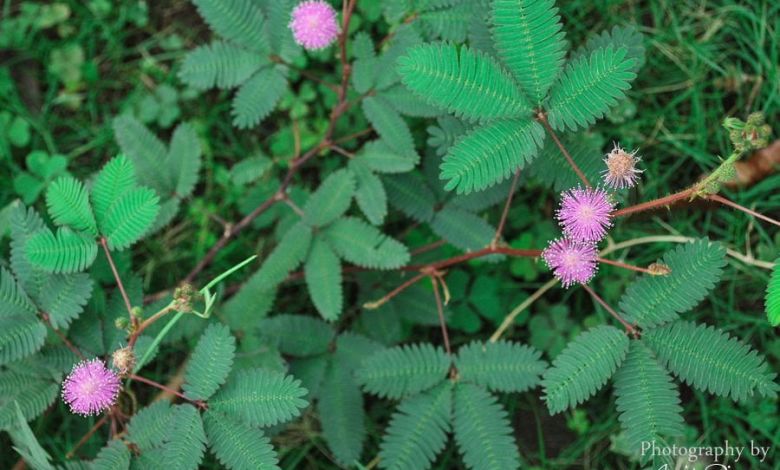 লজ্জাবতী এর উপকারিতা ও ঔষধি গুনাগুন লজ্জাবতী এর উপকারিতা ও ঔষধি গুনাগুন - 14648489641 c43801842e b tzzlce - লজ্জাবতী এর উপকারিতা ও ঔষধি গুনাগুন
