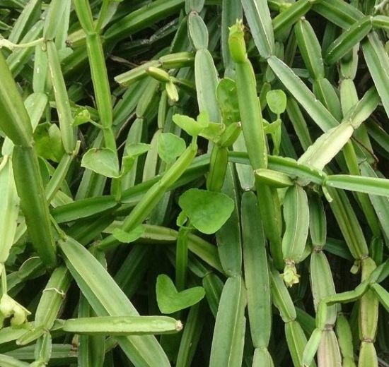 হাড়জোড়া এর উপকারিতা ও ঔষধি গুনাগুন