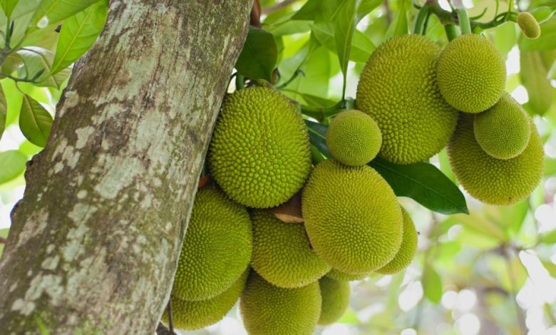 কাঁঠাল এর উপকারিতা ও ঔষধি গুনাগুন কাঁঠাল এর উপকারিতা ও ঔষধি গুনাগুন - shutterstock 81528187 - কাঁঠাল এর উপকারিতা ও ঔষধি গুনাগুন