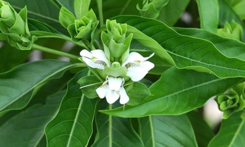 বাসক এর উপকারিতা ও ঔষধি গুনাগুন বাসক এর উপকারিতা ও ঔষধি গুনাগুন - dsfdfgdsg shtpoa - বাসক এর উপকারিতা ও ঔষধি গুনাগুন