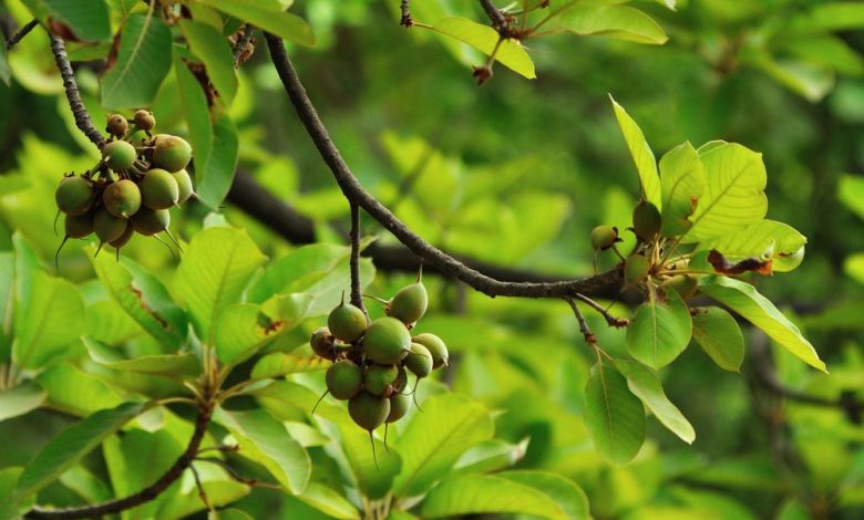 Mahua tree মহুয়া গাছ এর উপকারিতা ও ঔষধি গুনাগুন - 5d7bd9164bc5a od3mxl - মহুয়া গাছ এর উপকারিতা ও ঔষধি গুনাগুন
