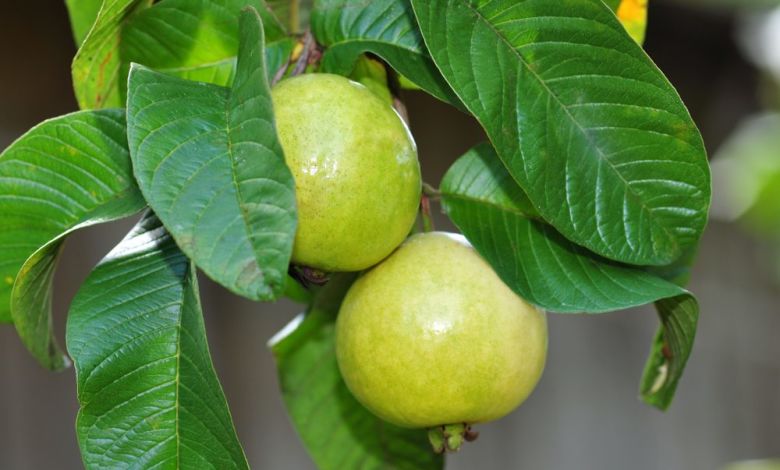 benefits guava medicinal herbs পেয়ারা এর উপকারিতা ও ঔষধি গুনাগুন - 5cb08efe45303 qciw7o - পেয়ারা এর উপকারিতা ও ঔষধি গুনাগুন