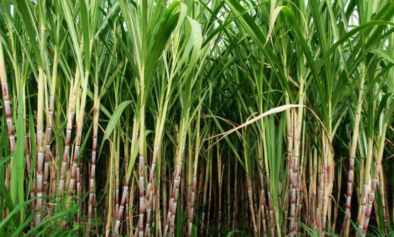 Sugar Cane আখ এর উপকারিতা ও ঔষধি গুনাগুন - Sugar Cane sx28o3 - আখ এর উপকারিতা ও ঔষধি গুনাগুন