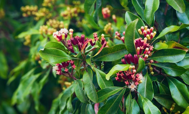 Clove tree লবঙ্গ এর উপকারিতা ও ঔষধি গুনাগুন - 5d7bde970dc67 j34exi - লবঙ্গ এর উপকারিতা ও ঔষধি গুনাগুন
