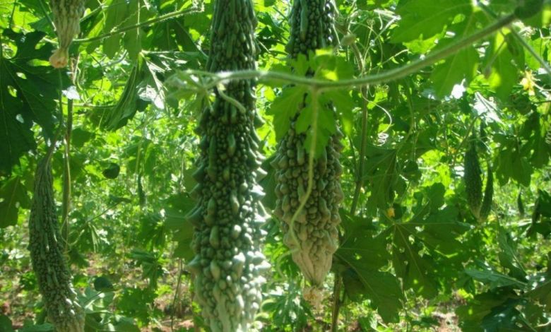 করলা এর উপকারিতা ও ঔষধি গুনাগুন - 0 E0 A6 B0 E0 A7 87 E0 A6 B01 jyaazw - করলা এর উপকারিতা ও ঔষধি গুনাগুন