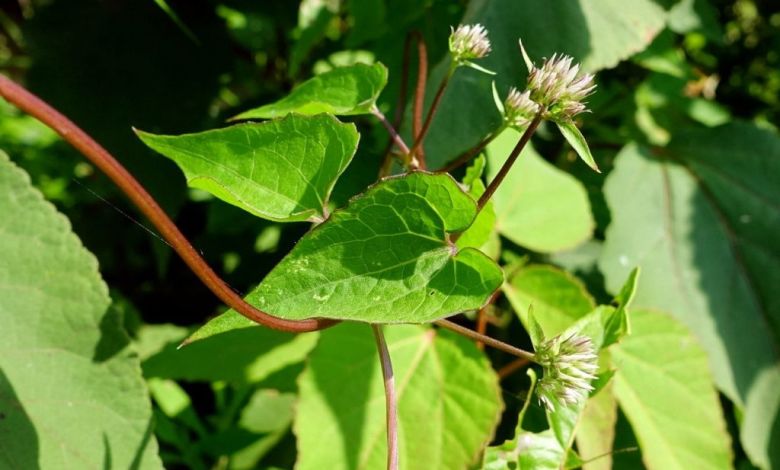 আসাম লতা এর উপকারিতা ও ঔষধি গুনাগুন - mikania scandens leaves 2 bbaioa - আসাম লতা এর উপকারিতা ও ঔষধি গুনাগুন