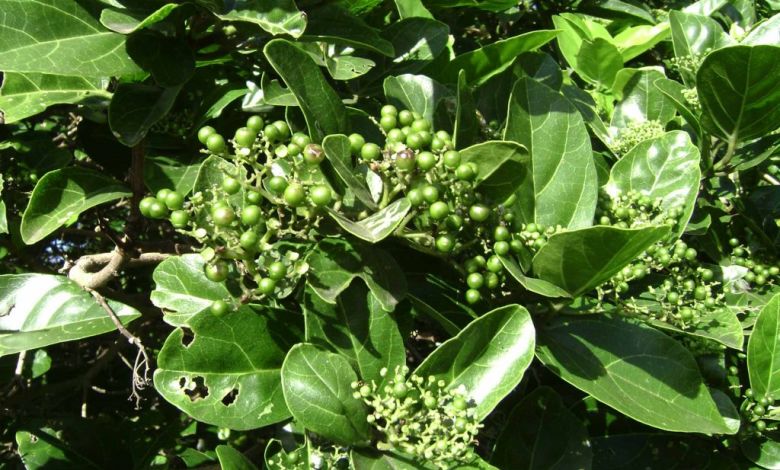গনিয়ারি/ গামবারি এর উপকারিতা ও ঔষধি গুনাগুন - Premna serratifolia pyrg0x - গনিয়ারি/ গামবারি এর উপকারিতা ও ঔষধি গুনাগুন