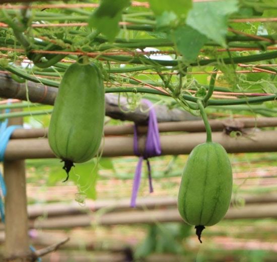 চালকুমড়া এর উপকারিতা ও ঔষধ গুনাগুন